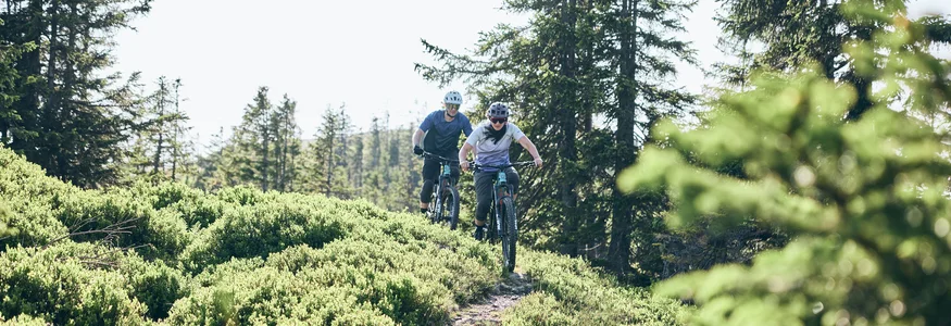 Two cyclists riding on a forest trail surrounded by green bushes and trees
