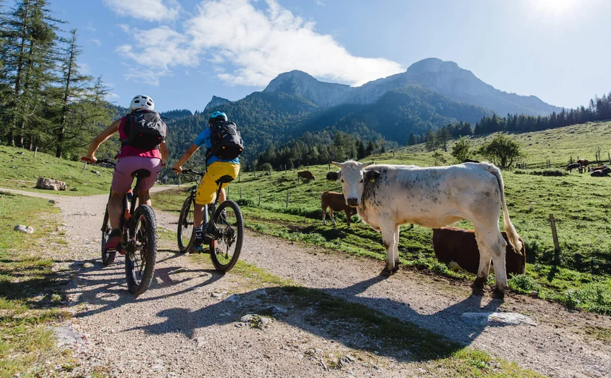 Twee fietsers op bergpad naast grazende koe met bergen