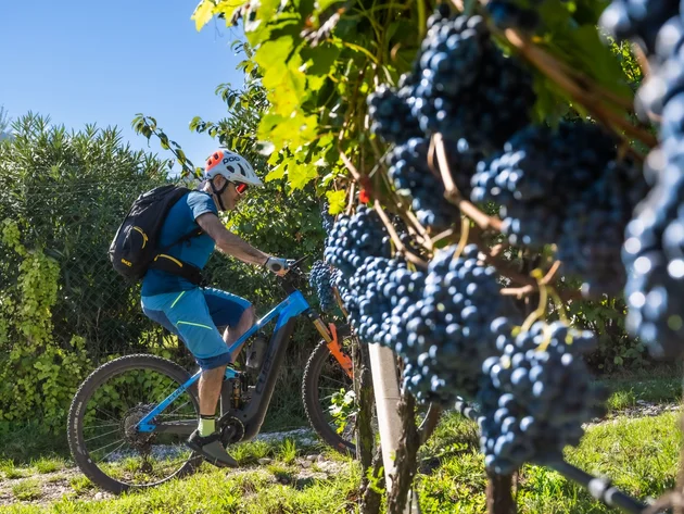 Mountainbiken im Herbst: 5 Top-Regionen für die Saisonverlängerung © Antie Braito Mann auf Mountainbike fährt an Weinreben mit Trauben vorbei