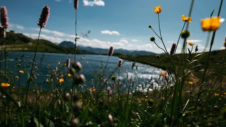 Mit Martina & Flo zum Mountainbiken im LifeSport Hotel Hechenmoos © Martina Wunderle / Flo Distl Blumenwiese am See mit Bergen im Hintergrund und blauem Himmel