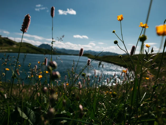 Mit Martina & Flo zum Mountainbiken im LifeSport Hotel Hechenmoos © Martina Wunderle / Flo Distl Blumenwiese am See mit Bergen im Hintergrund und blauem Himmel