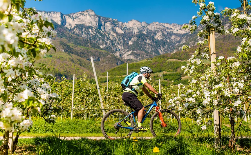 Man biking through blooming orchard with mountain background