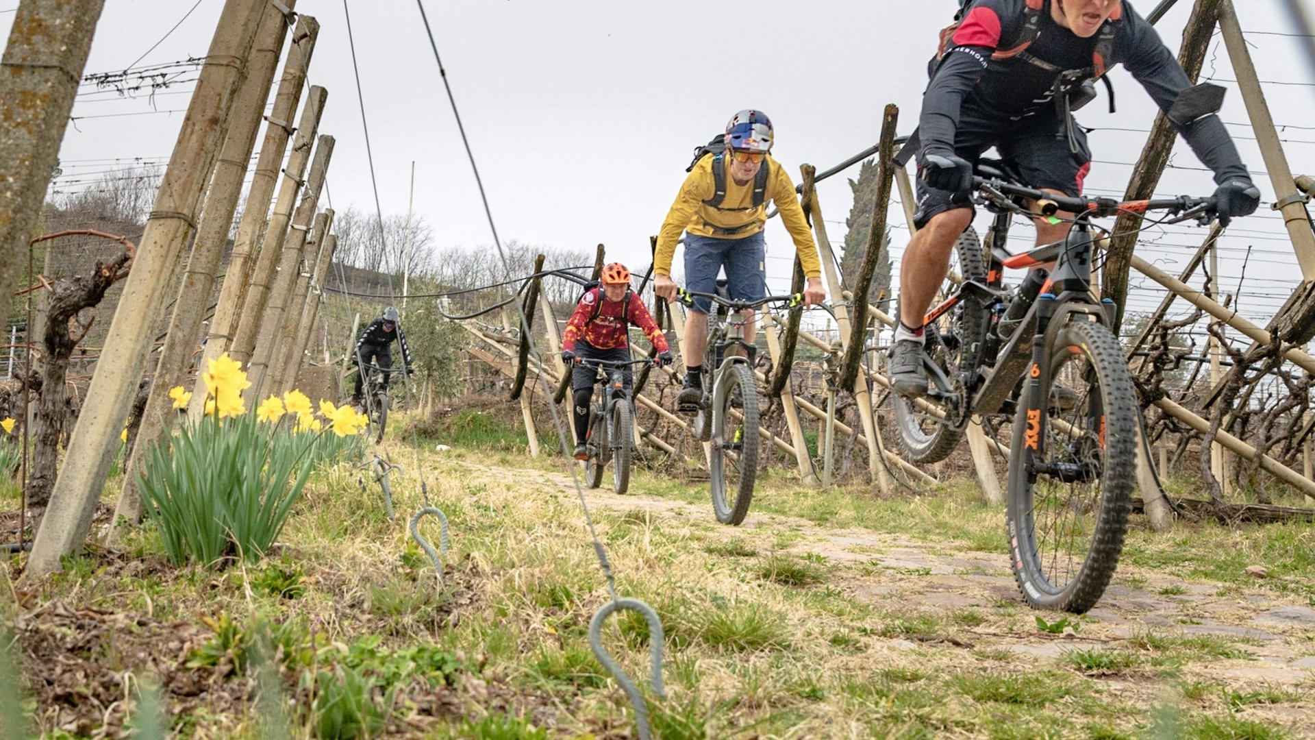 Mountainbiker fahren einen Pfad durch eine Weinberglandschaft mit gelben Blumen