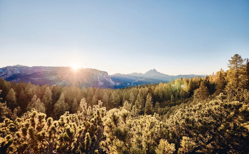 Sonnenaufgang über einem Nadelwald mit Bergen im Hintergrund