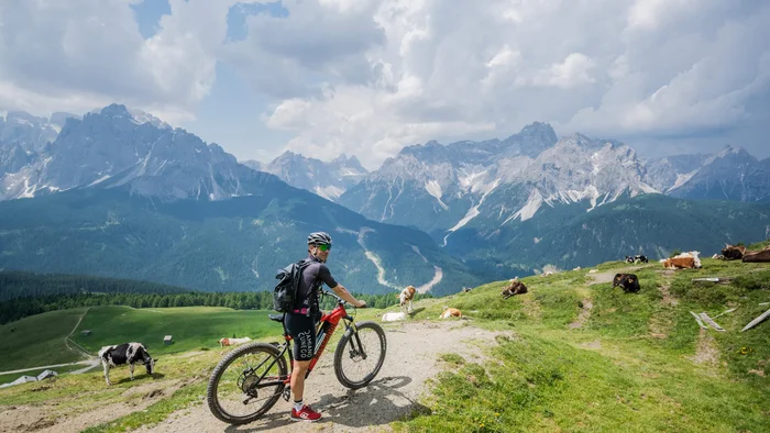Cyclist in the Alps with cows and mountains in the background