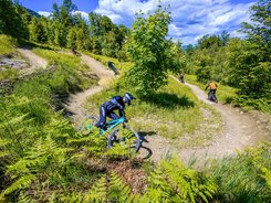Mountainbikers rijden op kronkelig bospad bij zonnig weer