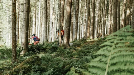 Zwei Radfahrer fahren im sonnigen Wald zwischen Bäumen und Farnen