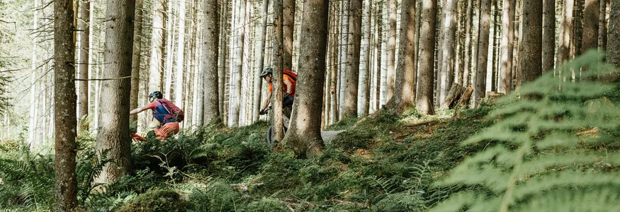 Twee fietsers fietsen door een zonnig bos met bomen en varens