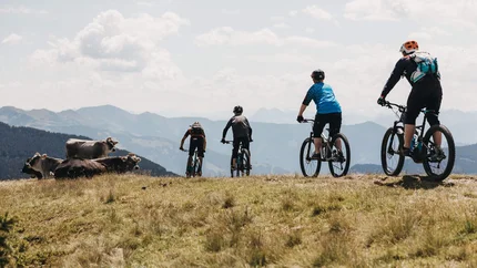 Vier Mountainbiker fahren auf einem Hügel in den Bergen vorbei an grasenden Kühen