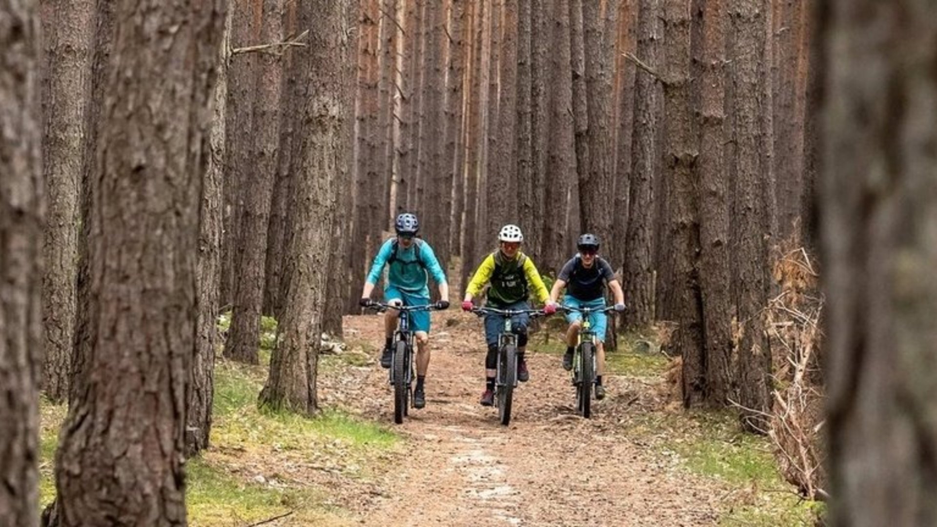 Drei Radfahrer fahren auf einem Waldweg zwischen hohen Kiefern