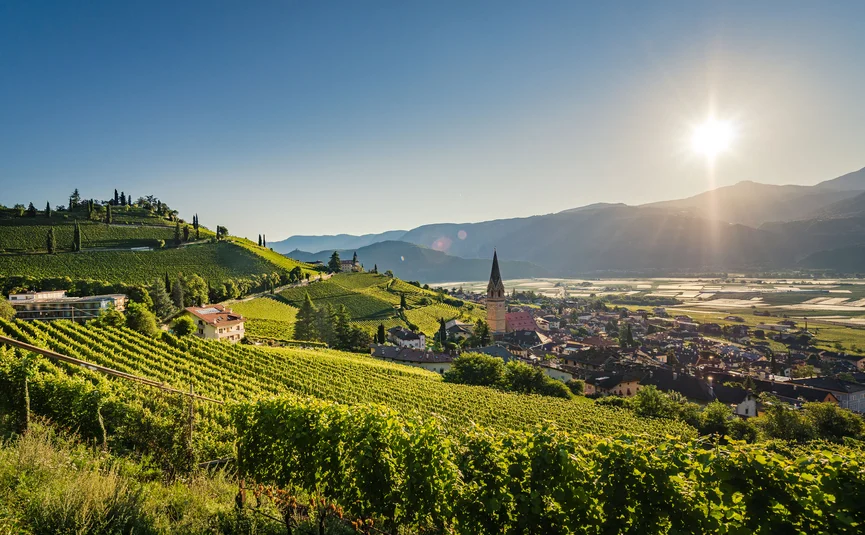 Sunny vineyard with village and mountains in background