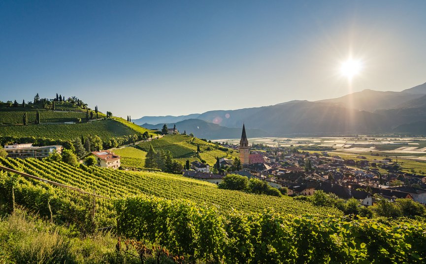 Mountain bike holiday in Tramin © Dietmar Mitterer-Zublasing Sunny vineyard with village and mountains in background