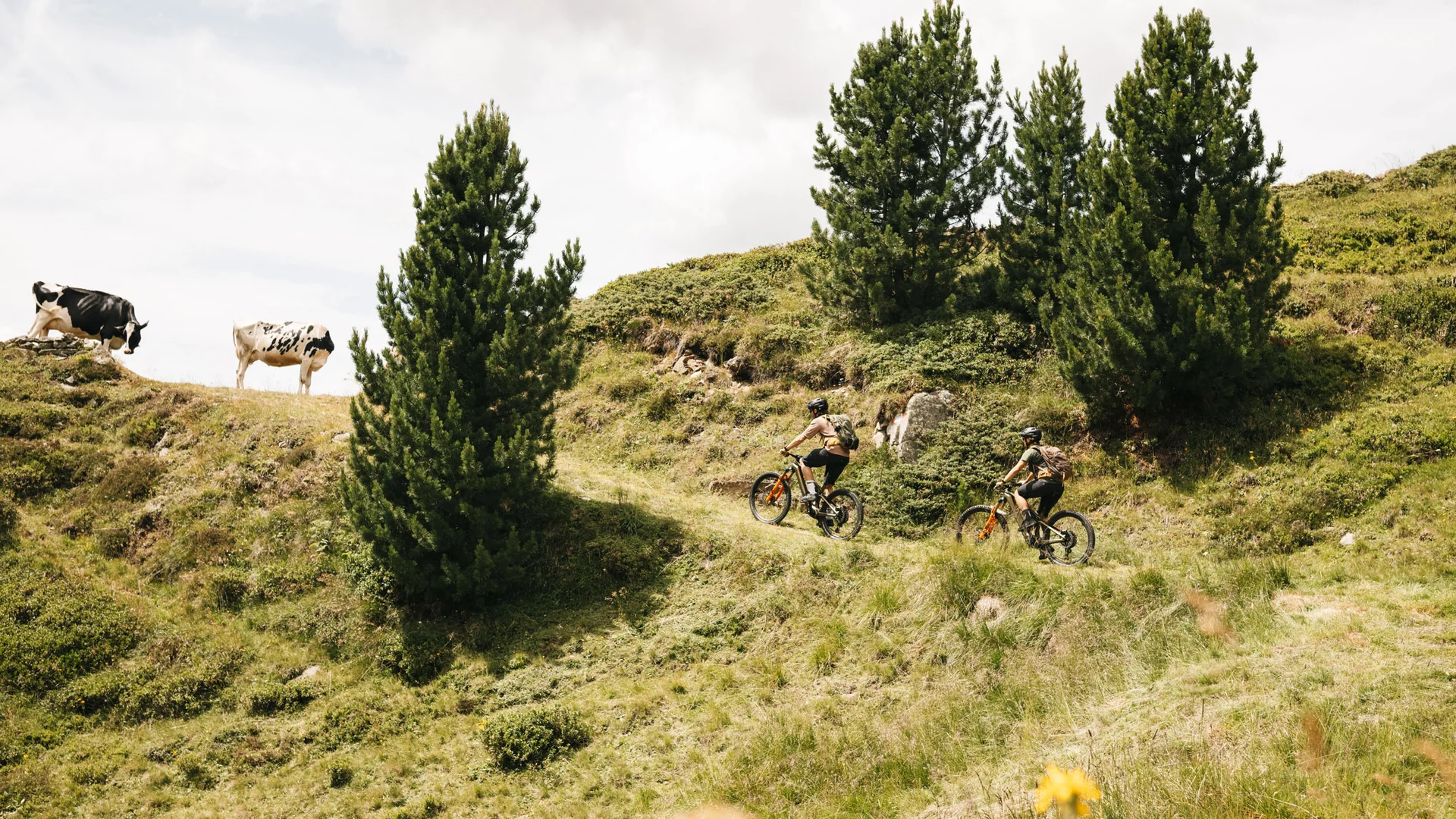 Zwei Radfahrer fahren auf einem Weg in bergiger Landschaft mit Kühen