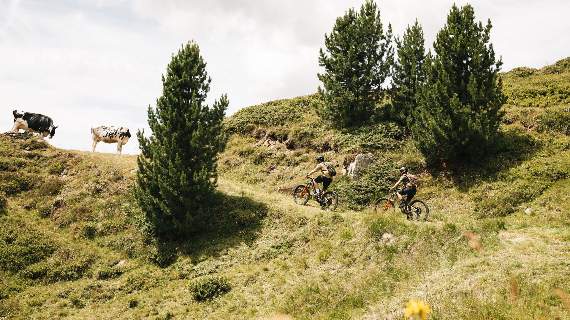 Zwei Radfahrer fahren auf einem Weg in bergiger Landschaft mit Kühen